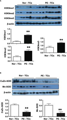 Oxidative stress contributes to hypermethylation of Histone H3 lysine 9 in placental trophoblasts from preeclamptic pregnancies